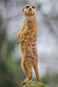 Alert meerkat standing on rock