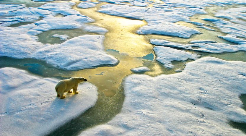 Polar bear stands on melting ice