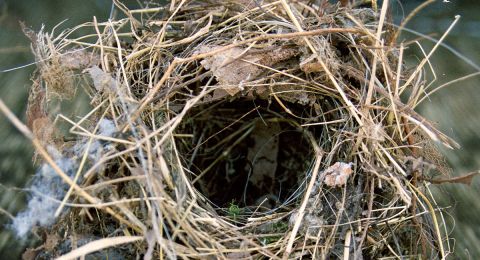 Empty nest in tree branches