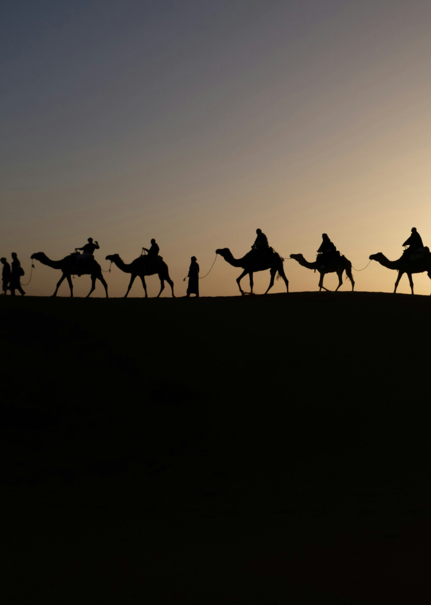 Camels silhouetted on sand dunes