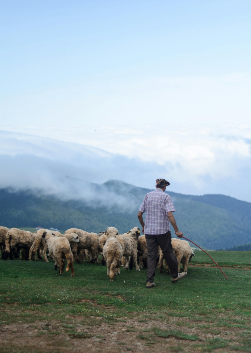 Shepherd herding sheep on mountainside