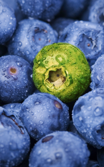 Blueberries with one green berry