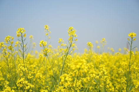 Yellow mustard flowers growing outdoors