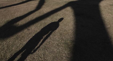 Shadows of trees on grass