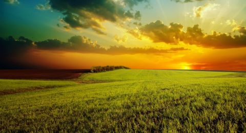 Grassy field at sunset