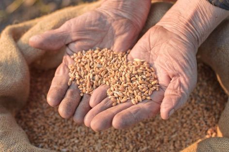 Hands holding modified wheat seeds