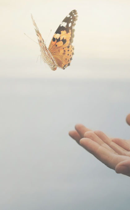 Butterfly hovering over open palm