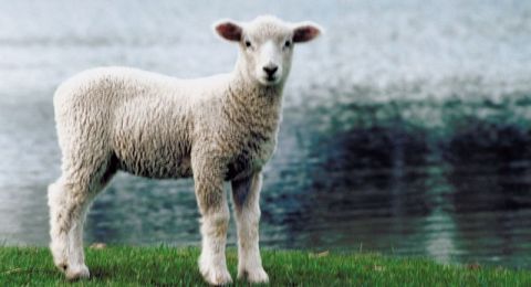 White lamb on green grass