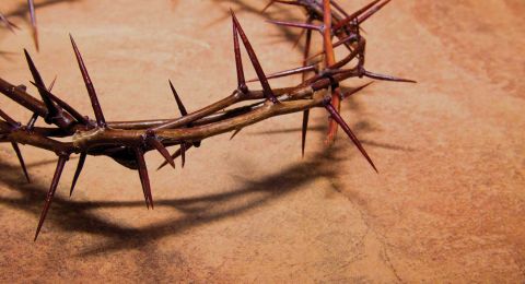 Crown of thorns