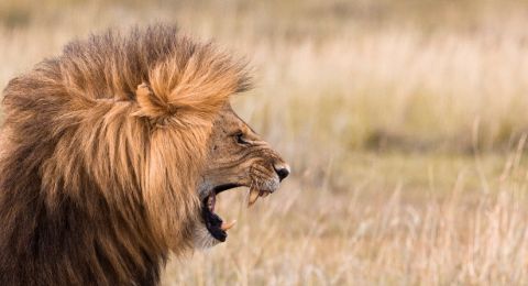 Lion roaring in grassland