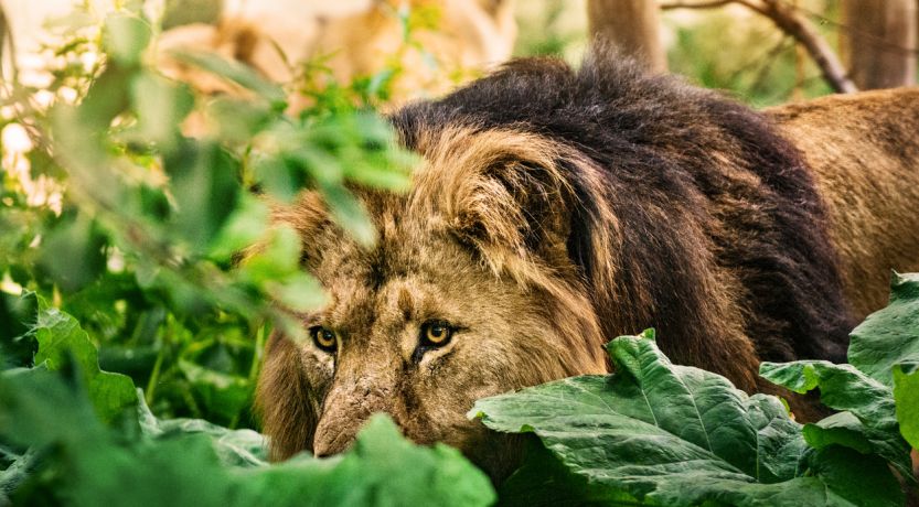 Lion crouching in grass