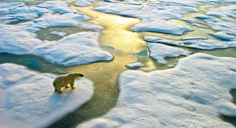 Polar bear stands on melting ice