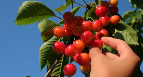 Red cherries growing on branch